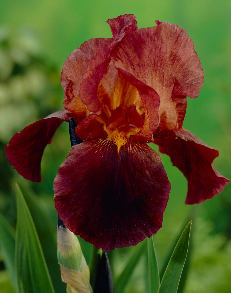 Tysk iris-Iris Germanica Ruby Mine 1-pakning